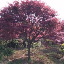 露地园林植物红枫树 日本红枫湿地绿化盆栽 红枫植株行道树风景树