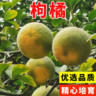 ���ٷN��С�~����Ĵ��t�ۙ��ʼ޽Ӹ̽�ɳ�ǽ��ָ�Ě�ȷe���ך���