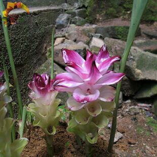 ���ɻ��N��� ���ɻ� �����_����ɫ ���m�M�������^��ֲ�ﻨ��