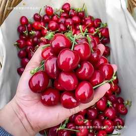 烟台大樱桃国产大果红灯先锋新鲜自家果园车厘子樱桃美早整箱孕妇