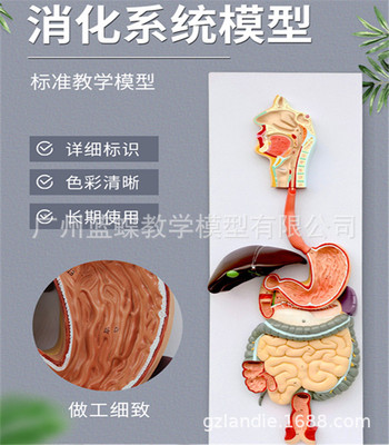 消化系统模型 消化腺演示教学 口腔咽喉食道胃肠道肝与胆囊模型|ms