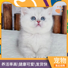 �F؛�����y�u����؈���w���B���N�{�۾���u���Lë��u��С؈