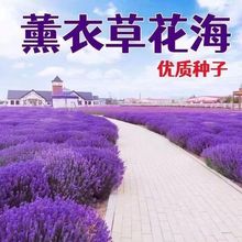 ޹�²ݷN���ļ��̨ͥԺ���Ի���ֲ�ﻨ�Ѷ������ͺ��׷N��ݻ���