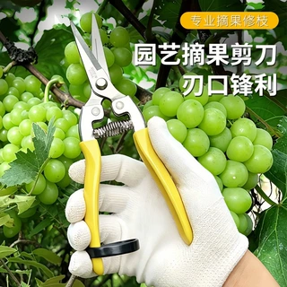 厂家直供修枝剪不锈钢剪刀手动果枝剪家用盘景园艺工具剪摘果剪刀