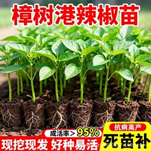 ������������������ԭ�a��ԭ�N�F�ڬF�l�����ļ��߮a�ͺ�������