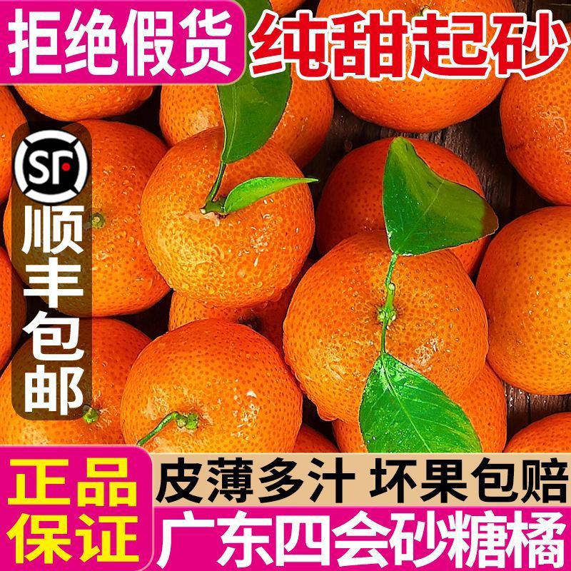 四会砂糖橘沙糖桔子纯甜无渣水果新鲜当季时令广西跨境货源厂批发