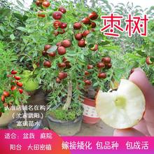 枣树苗活苗沾化冬枣当年结果大盆栽地栽嫁接果树苗南方北方种植