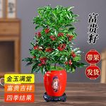 【带绿果发货】富贵籽金玉满堂室内盆栽绿植耐阴带果净化空气盆景