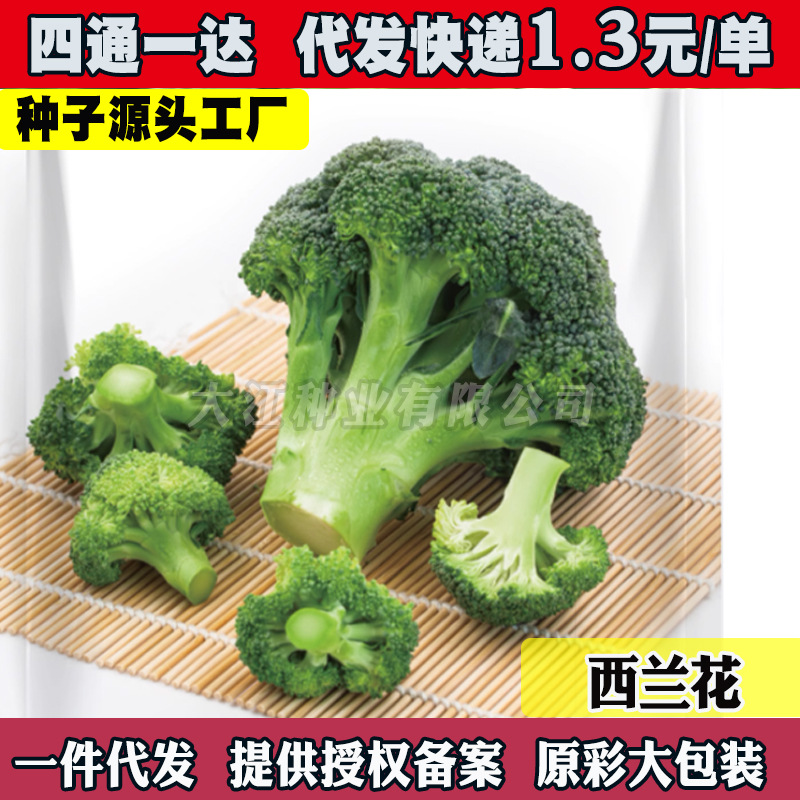 西兰花种子西蓝花菜种孑松花菜种籽花椰菜绿色花菜种四季蔬菜