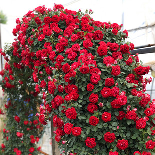Vine Rose Extra Large Flower Seeds Courtyard Climbing Plant Balcony Flower Rose Potted Four-Season Flowering Rose Seedlings