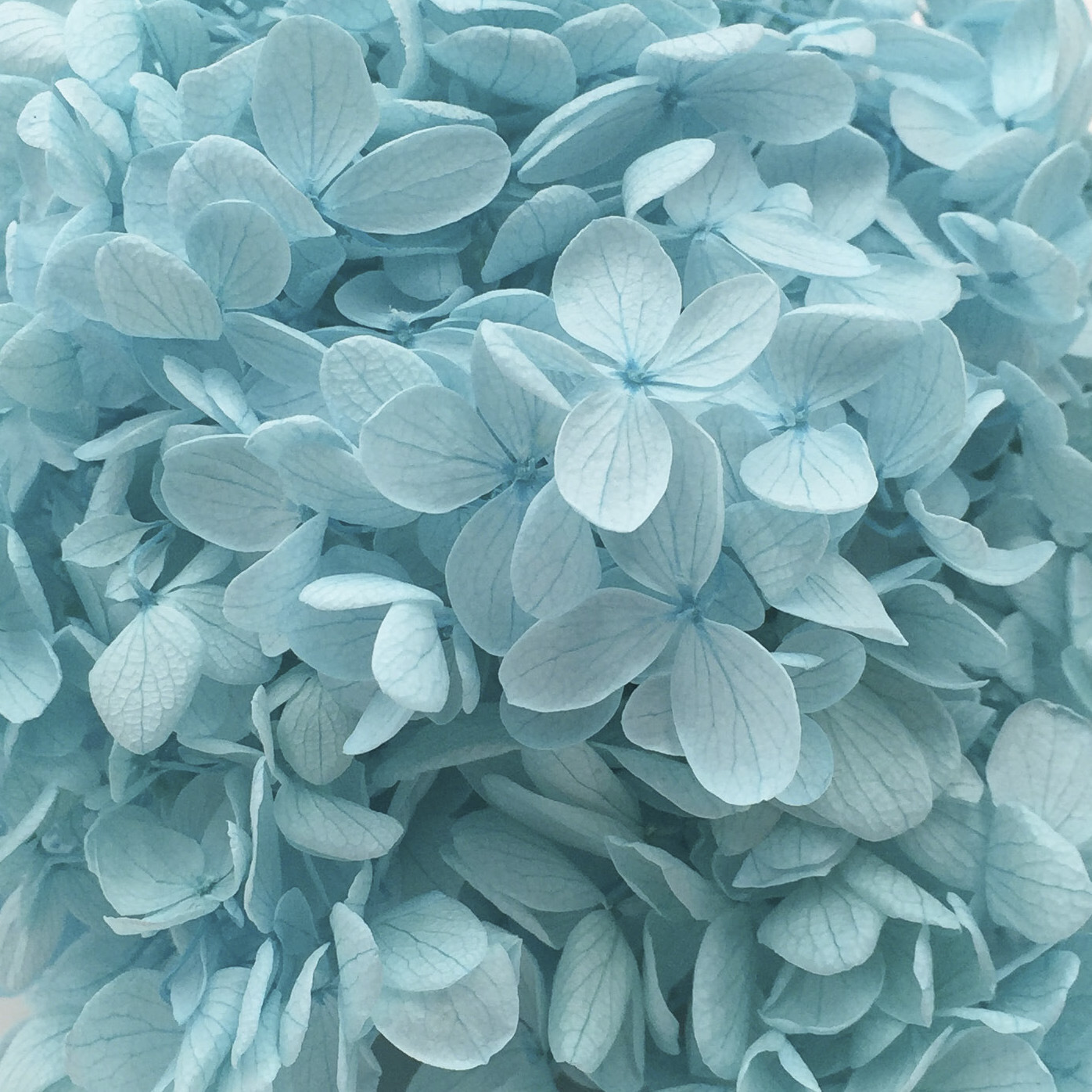 Azul claro-100g/caja