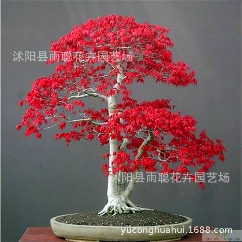 Оптовая продажа семян красного клена четыре сезона красные листья кленового дерева семена зеленый клен двор дома декоративный вид на дерево