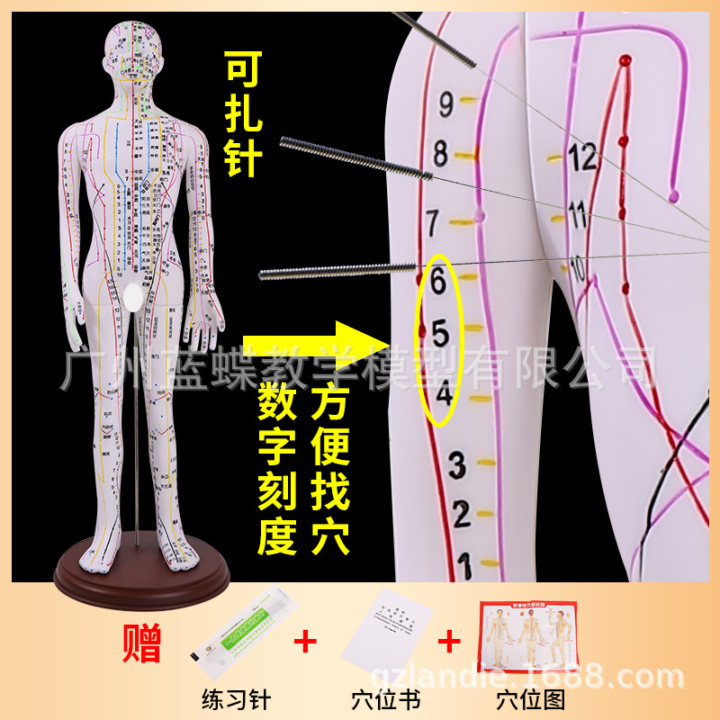 �������ģ���˾���Ѩλ��ҽȫ��ʮ��ͭ��ģ��ͼ��������ϰСƤ��