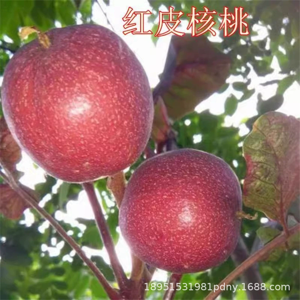 Подарок для прививки № 2 Саженцы грецкого ореха в тонкой скорлупе Бумажные саженцы грецкого ореха Результаты посадки в горшках Северного и Южного сада за год