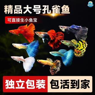 ��ȸ�~��ˮ̥���~���w���B��ˮ���~С�͟Ꭷ�^�p�~��Ʒ���N�Pβ�~