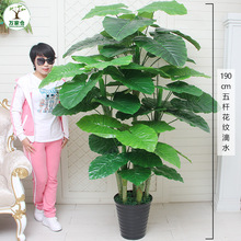 ��ֲ��������ؔ�lؔ��͏d�b���ػ��ܼٻ����҃Ȕ[�����Ϸ��滨