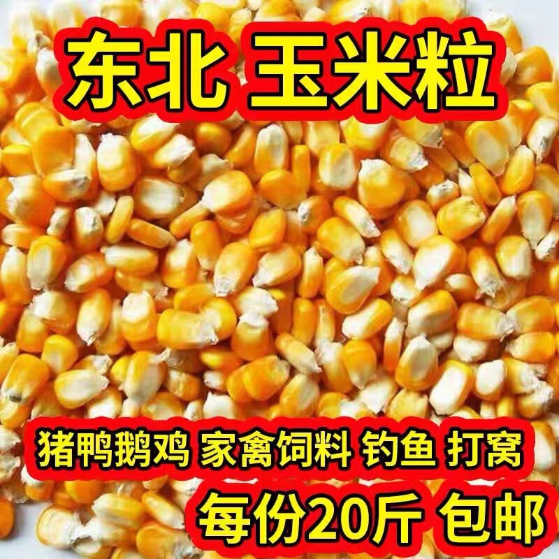 24年新東北大トウモロコシ粒10斤は鶏鴨ハトの食糧に釣りをして新しい穀物の乾燥トウモロコシ粒ハトの食糧を作った|undefined