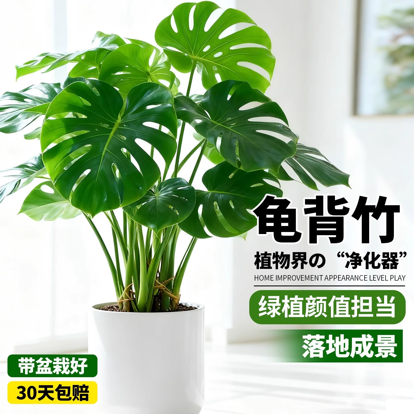 Large-Leaf Monstera Indoor Green Plant Potted Balcony Living Room Shade-Tolerant Easy-To-Grow Soil-Cultivated Old Stump Open-Back Flower Green Plant Seedling