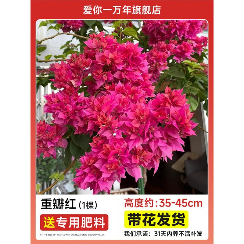 부겐빌레아 : 붉은색 이중모종 [꽃과 함께 배송] + 비료