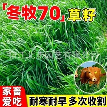 黑麦草种籽子种四季多年生牧草种子耐寒畜牧养殖草种喂猪牛羊鱼草