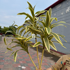 仿真綠植手感百合竹假花金邊百合竹盆栽軟裝花藝家居森系婚禮裝飾