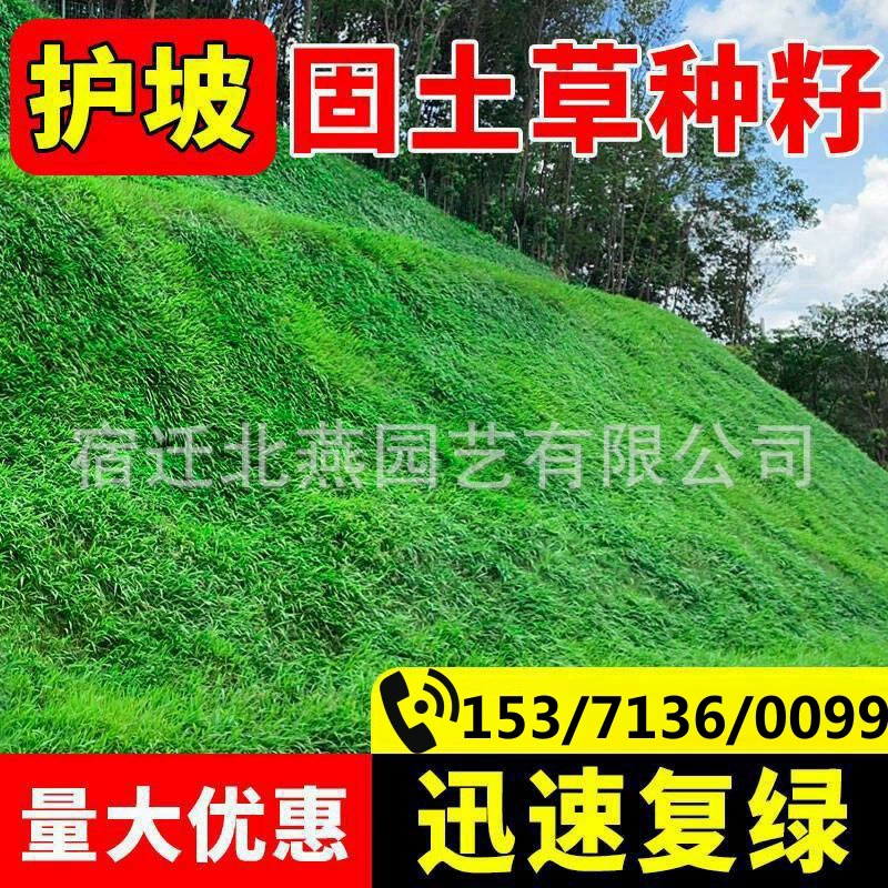 Семена газона Семена травы вечнозеленые