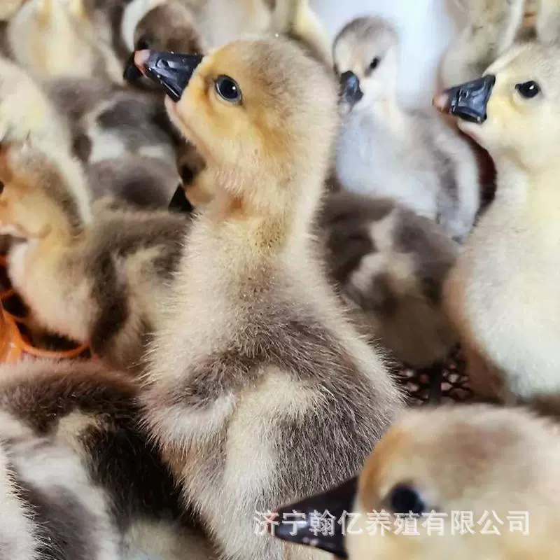 鹅活苗正宗汕头特大种狮头鹅活苗原种潮汕狮子鹅灰狮头活体