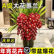 大花蕙兰带花苞盆栽年宵花兰花植物室内花卉客厅盆栽绿植耐寒盆景