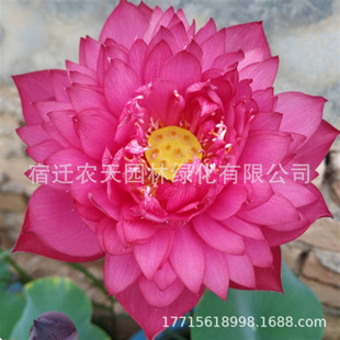 �ɻ��N��ˮ����ɏ�Nźˮ��ֲ���ļ��N�׻�ź�҃����ԾGֲ����˯ɏ