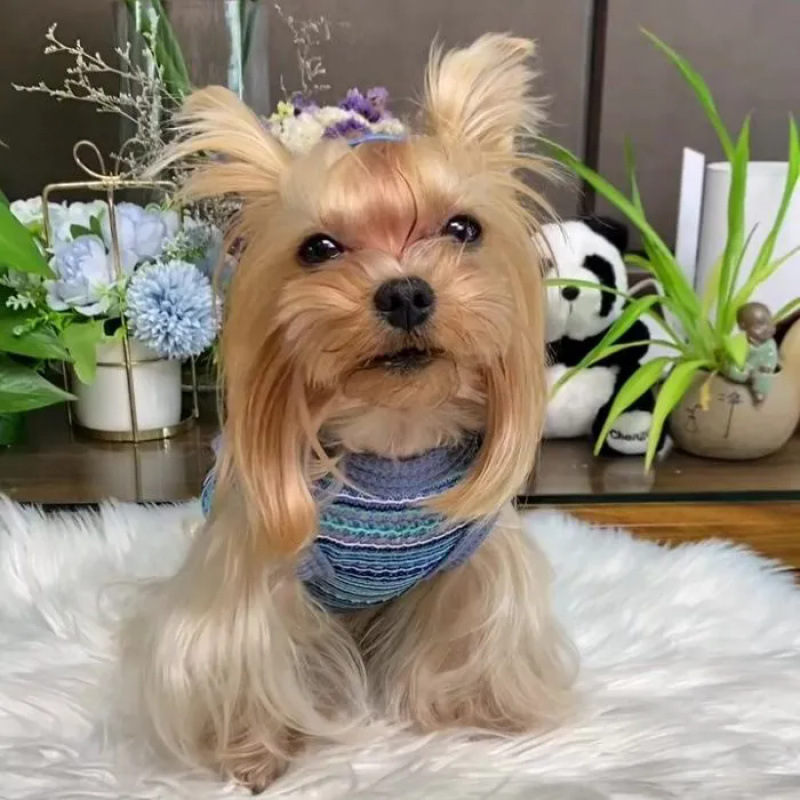 Ropa de mascotas lindas perros gatos Teddy Boomerang pequeña princesa encantadora que osos anti-chaleco de pelo