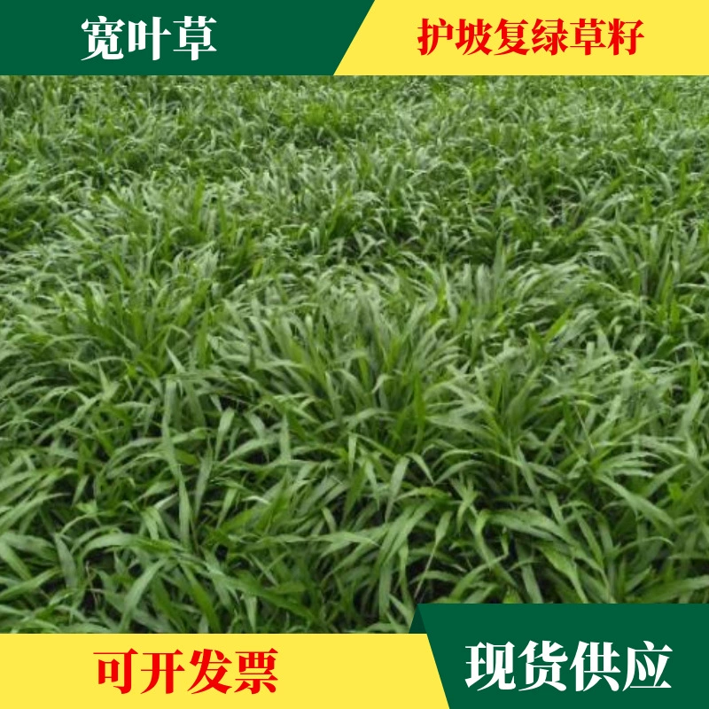 Оптовая Защита Склона Семян Травы Четыре Сезона Вечнозеленый Широкий Лист Семян Травы Большой Лист Травы Баоксия Ryegrass Высокий Овсяная Поа