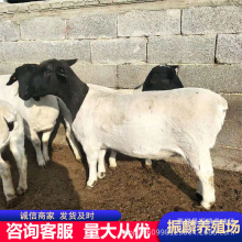 杜泊绵羊养殖场活羊活体杜波羊羔怀孕母羊种公羊育肥小羊苗