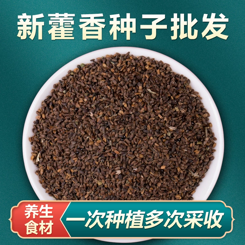 Семена ванили, семена пачули, съедобные свежие рассада пачули, семена овощей в горшках для балкона, семена без мяты