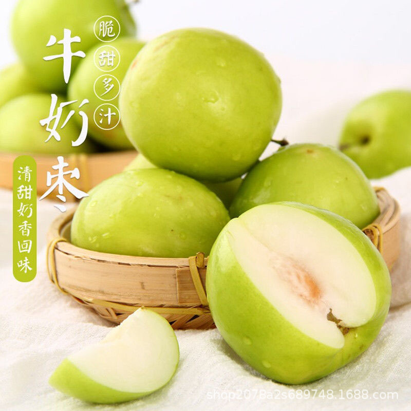 福建牛奶枣现摘大青枣台湾贵妃牛奶蜜枣新鲜苹果脆甜冬枣子包邮10