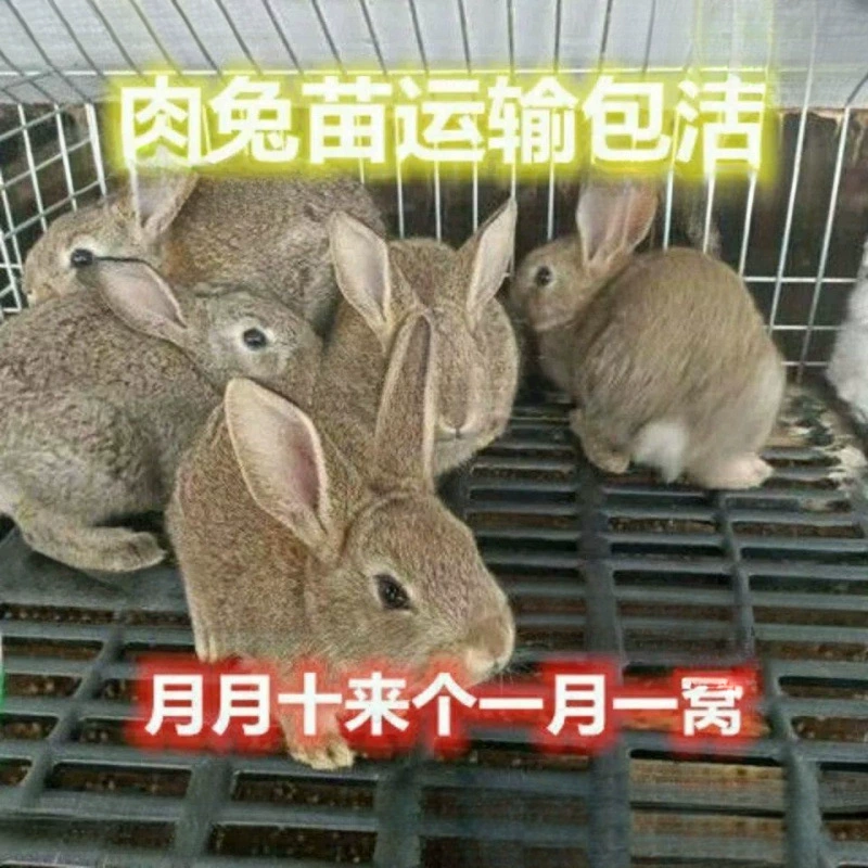 Кролик, домашний кролик, маленький кролик, живое животное, бельгийский цветочный кролик, маленький белый кролик, здоровый и легко кормить, сильная способность к размножению, Ни Ли Чжи