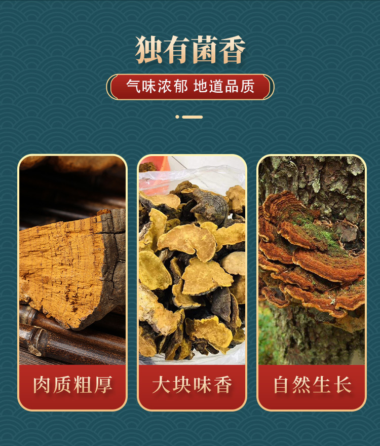 Wild Changbai Mountain Sang Huang Mushroom Slices Traditional Chinese Herbal Decoction Ingredient key features