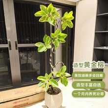 �����S�����^�~�͏d�Gֲ��լ�������҃�ֲ����͸߼��л��~��Ƥ��