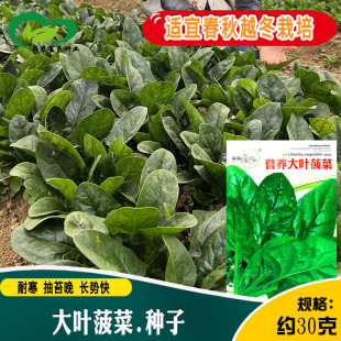 ����ʢ�����~���˷N��  �r��ˈ@�~Ƭ�Gɫ��Ƭ�ʴ����������