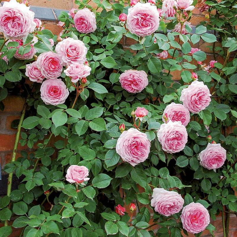 Дропшиппинг розовых саженцев James Gowai Vine для балкона и двора, крупные ароматные цветы для вьющихся роз