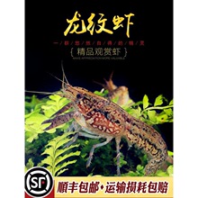 龙纹虾新手入门淡水观赏虾宠物小龙虾单性繁殖蓝螯虾橘鳌虾活体虾
