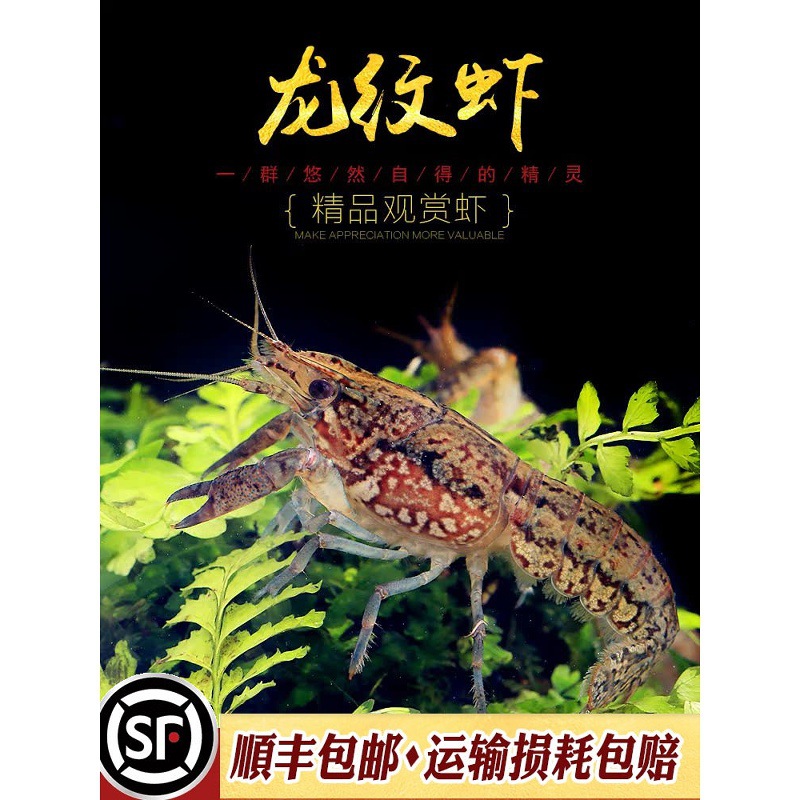 龙纹虾新手入门淡水观赏虾宠物小龙虾单性繁殖蓝螯虾橘鳌虾活体虾