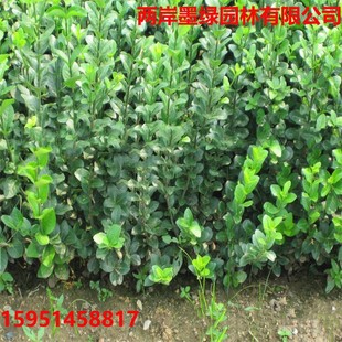 Base Direct Sales of Small-Leaf Fuji Fangteng, Various Specifications, Large Quantity Discounts, Various Color Blocks, Large and Small Cups