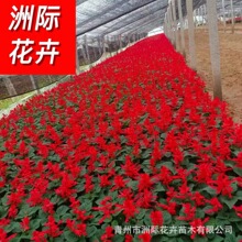 һ���t������  �u�ڻ�һ֧�P   �����r��ݻ� ���c���c��