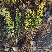 金叶女贞球绿化苗木色块绿篱金叶女贞毛球树苗规格齐全金叶女贞苗