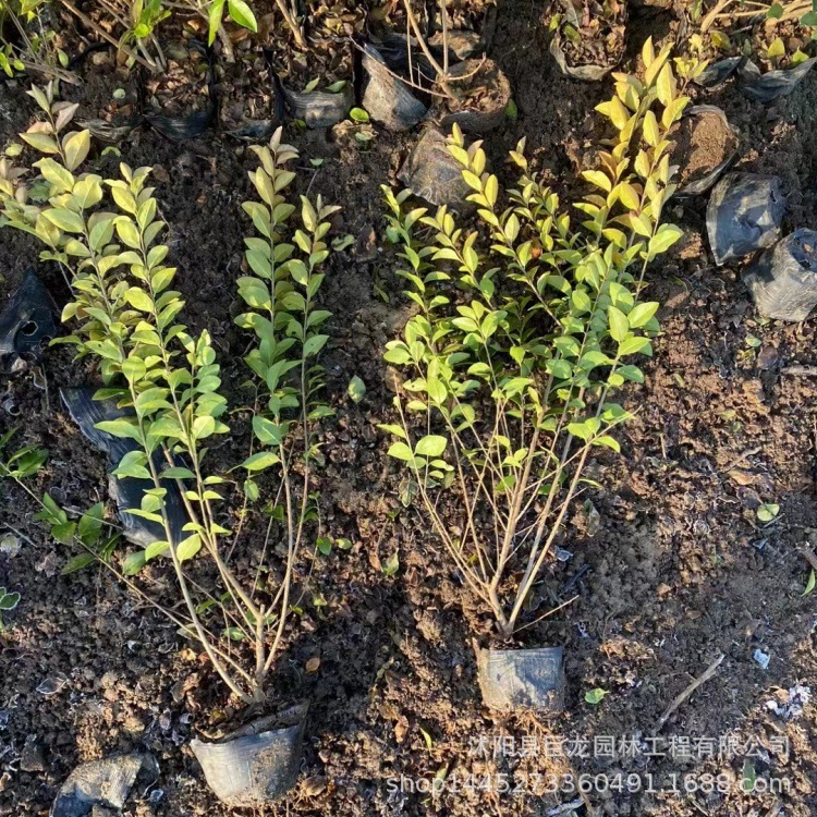 金叶女贞球绿化苗木色块绿篱金叶女贞毛球树苗规格齐全金叶女贞苗