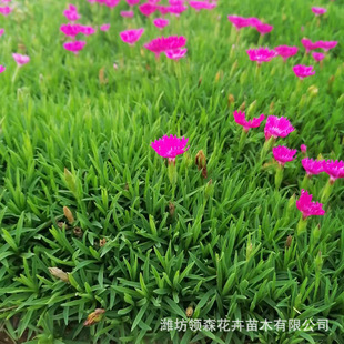 European Stone Bamboo European Stone Bamboo Plug Seedlings Outdoor Lawn Vegetation Rainbow Stone Bamboo Park Community Courtyard Ground Cover Stone Bamboo