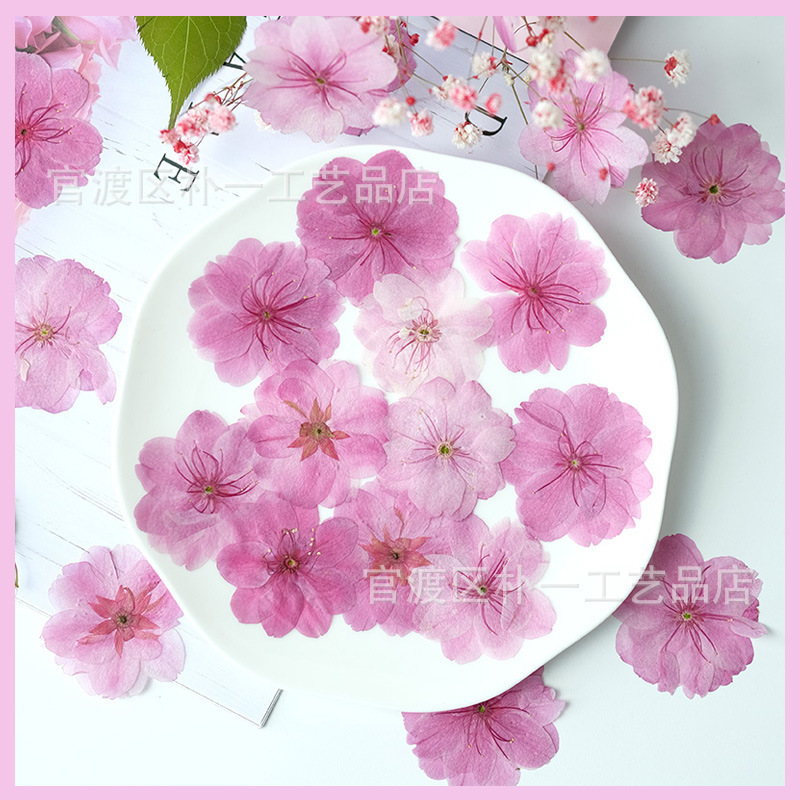 Sakura Embossed Dried Flower Pressedflowers Handmade DIY Pink Petal Makeup Embossed Material Package Cross-Border
