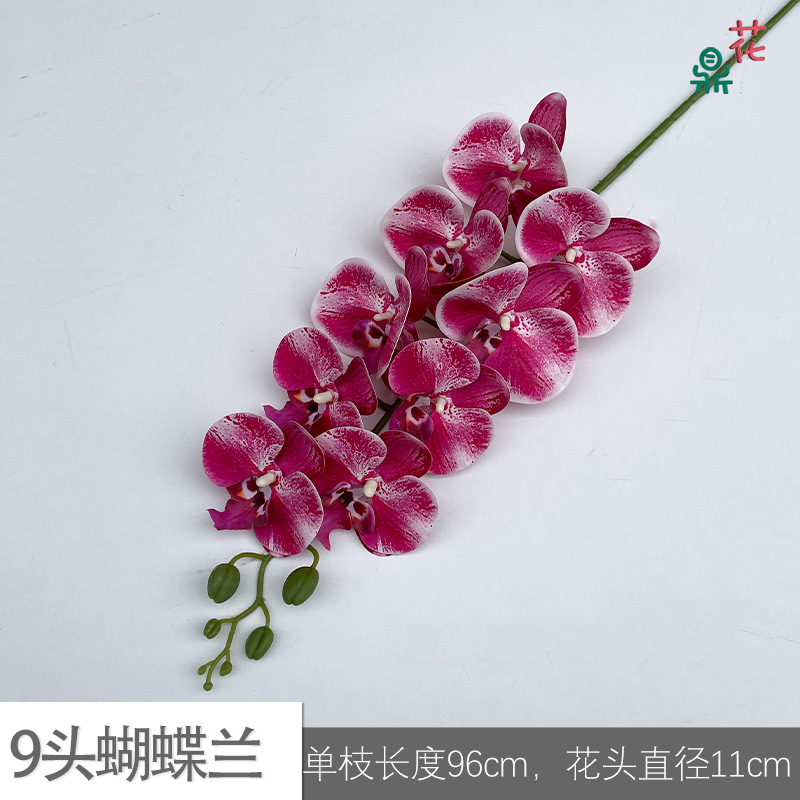 9 phalaenopsis GFG #16 그라디언트 로즈 레드