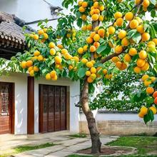 杏树苗早熟帝王甜杏子苗南方北方室外庭院花园种植盆栽地栽果树苗