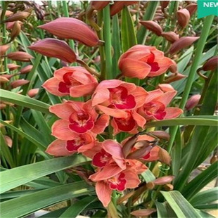 ��Ʒ�|�m�������Ժðl؛ �ļ��m���ĺ� ©�L©����Ȼ��ޥ�m